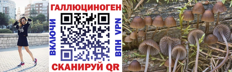 Псилоцибиновые грибы Psilocybine cubensis  Калач 
